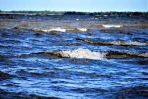 As waters around Alaska warm, algal toxins are turning up in new places in the food web