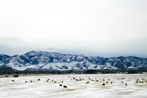 Has bird flu killed millions of chickens in Colorado?