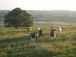War in Middle East causes further stress on US farmers