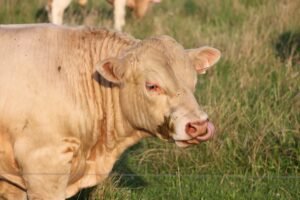 Southern States Prepare for New World Screwworm Threat as Parasite Spreads North from Mexico