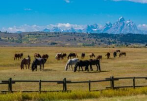 A Wyoming columnist urges voters to look past cowboy imagery in campaign ads