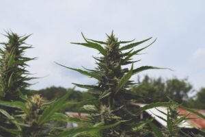 Tennessee Hemp Industry Faces Major Restrictions as THCA Ban Takes Effect July 1
