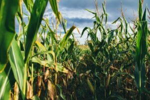 Biofuels Study Projecting Corn Yield Surge Draws Bipartisan Support at Senate Briefing