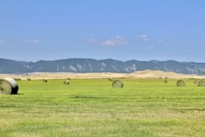 Trump Administration Moves to Overhaul 30-Year-Old Federal Grazing Rules on Western Public Lands