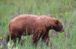Feds Shift Grizzly Bear Management Authority to Western States While Keeping Species Listed