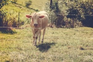Kentucky Agriculture Chief Warns of Cattle Industry Crisis