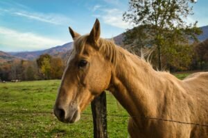 Tennessee Ranchers Face Margin Squeeze as Tariff-Free Beef Imports Begin