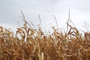 USDA Deputy Secretary Seeks Farmer Testimony on Fertilizer Pricing in Iowa